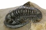 Proetid (Dalejeproetus) Trilobite - Atchana, Morocco #348131-2